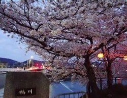 清明櫻花祭