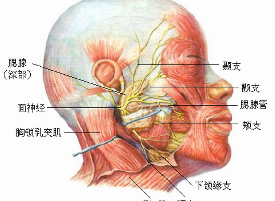 面神經丘