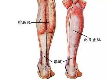 小腿腓部肌肉疼痛和压痛