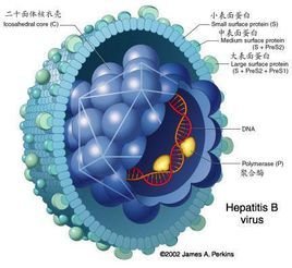 乙肝病毒表面抗體
