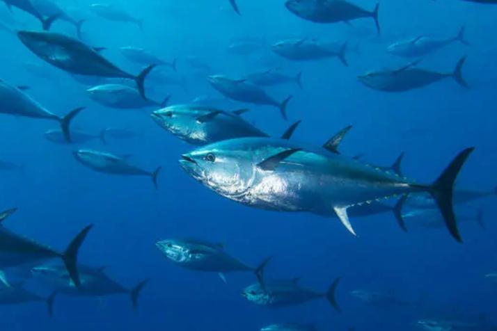 大西洋藍鳍金槍魚