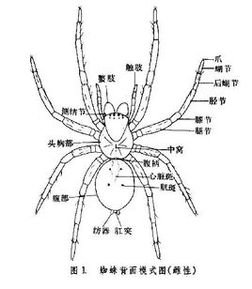 蜘蛛目