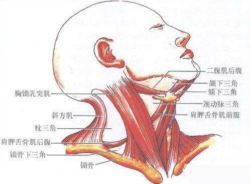 先天性斜頸