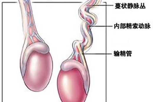 睾丸逆轉