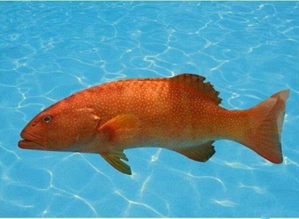红石斑鱼