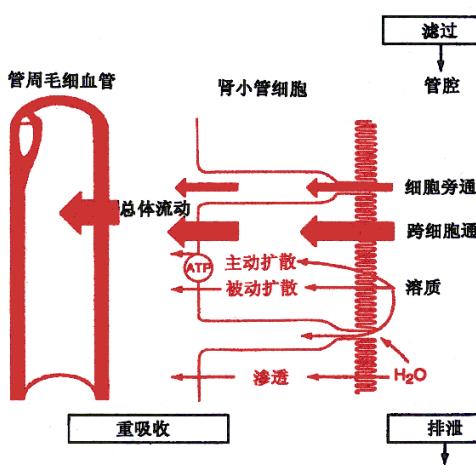 重吸收