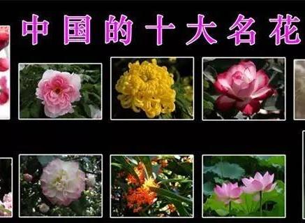 中國傳統十大名花