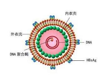 丁型肝炎病毒