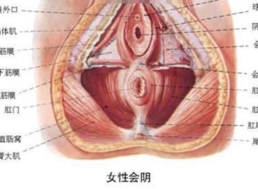 外阴萎缩