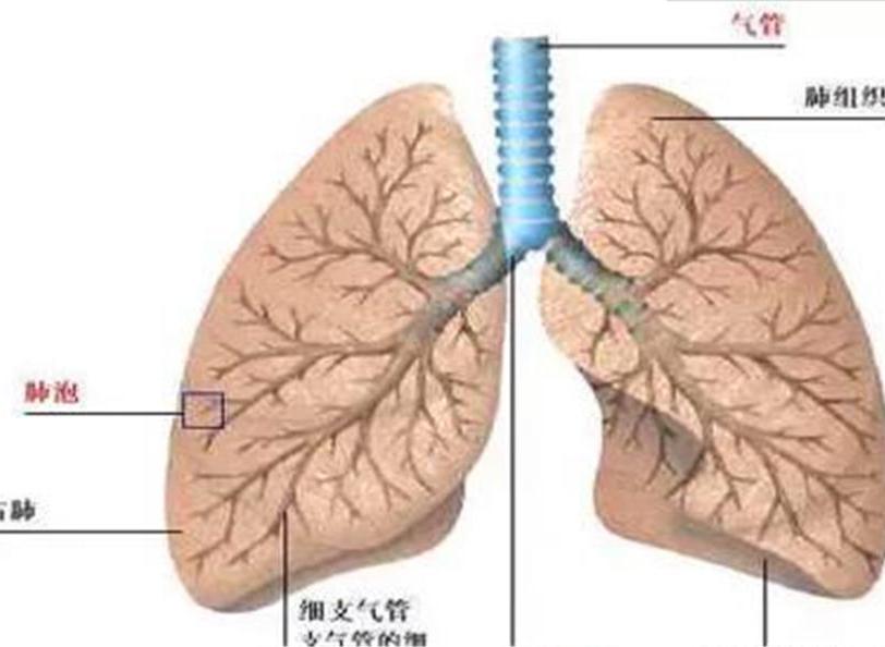 肺部小結節