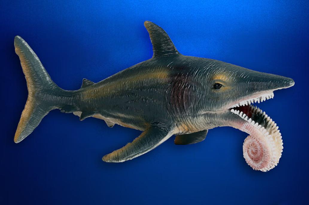旋齒鲨