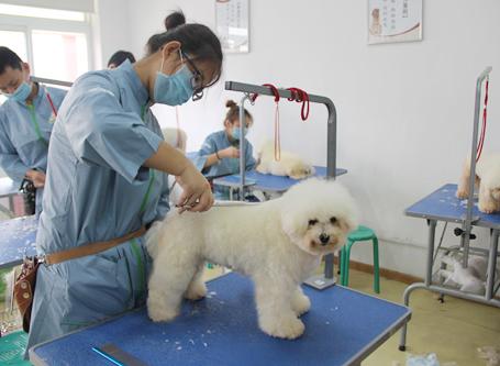 宠物美容学校