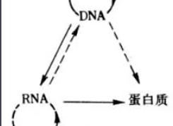 中心法则