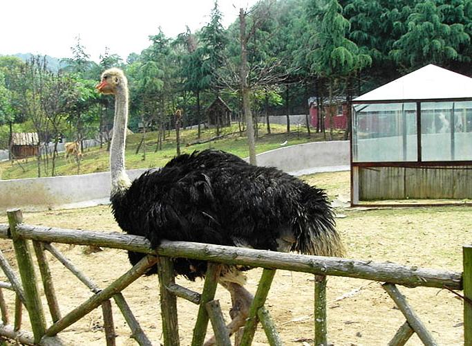 金鹭鴕鳥園