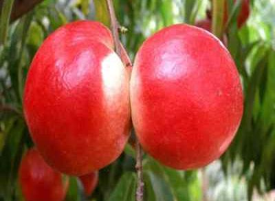 紅芒果油桃