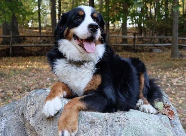 伯爾尼茲山地犬