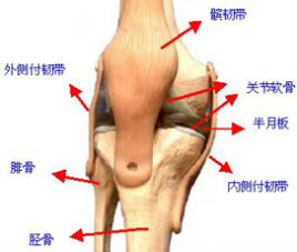 膝骨性關節炎