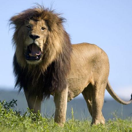 非洲獅