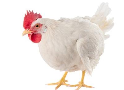 hen