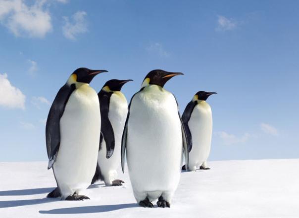 南極動物