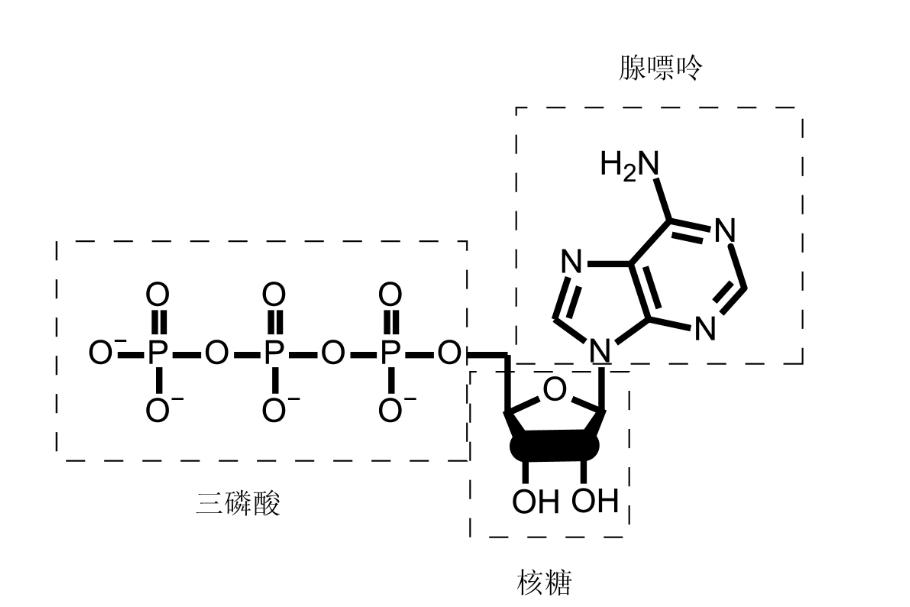 腺嘌呤核苷三磷酸