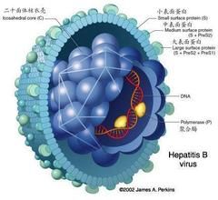 乙肝病毒傳播途徑