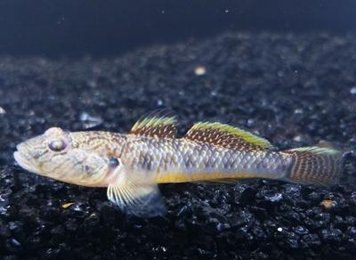 斑尾刺蝦虎魚