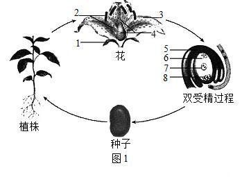 植物繁殖