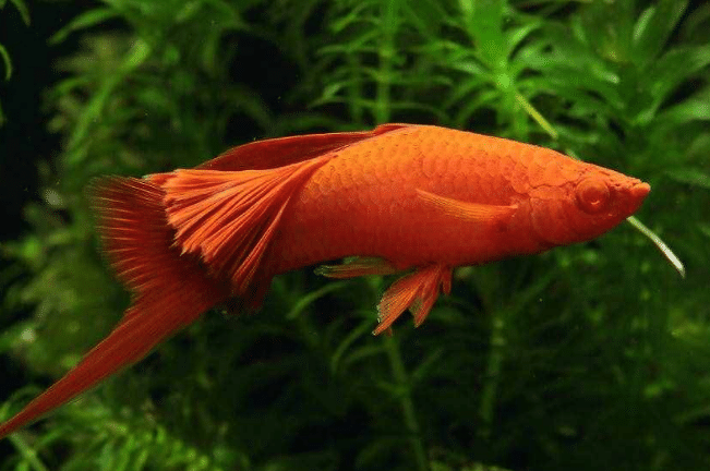 红箭鱼
