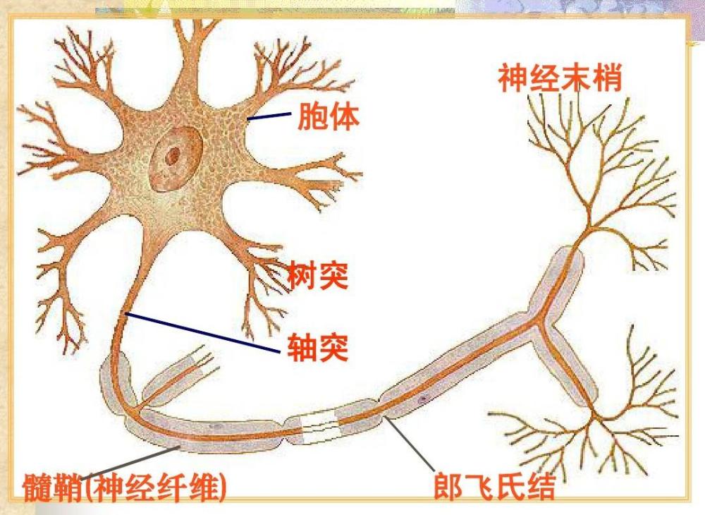 管狀神經系統