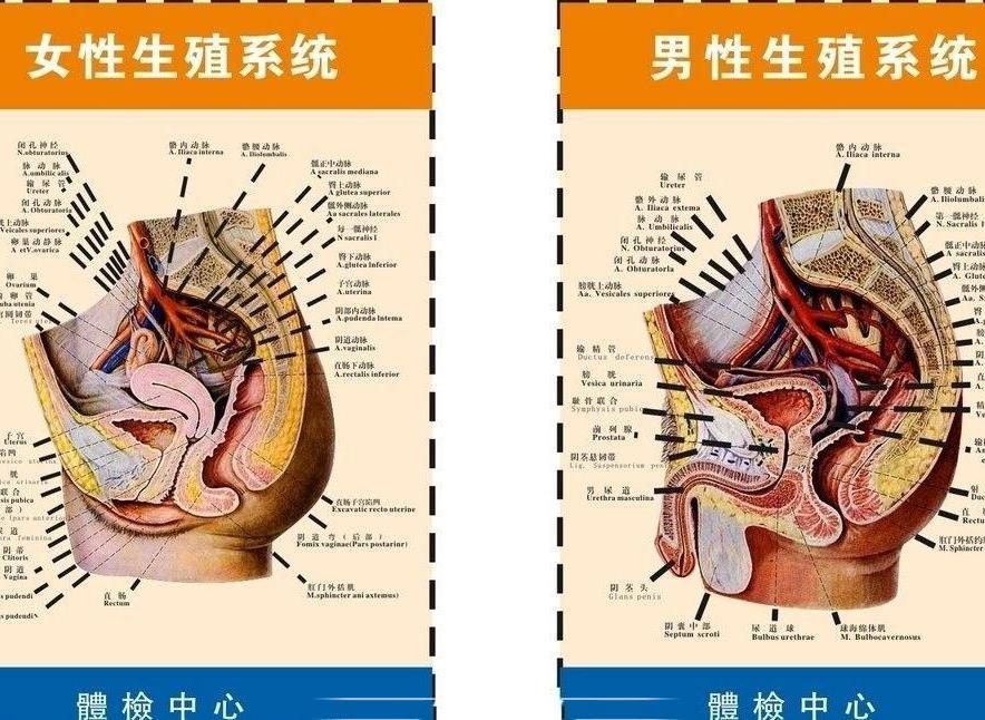 人体生殖系统