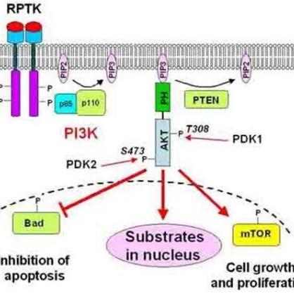 pi3k