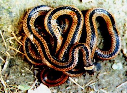 台湾丽纹蛇