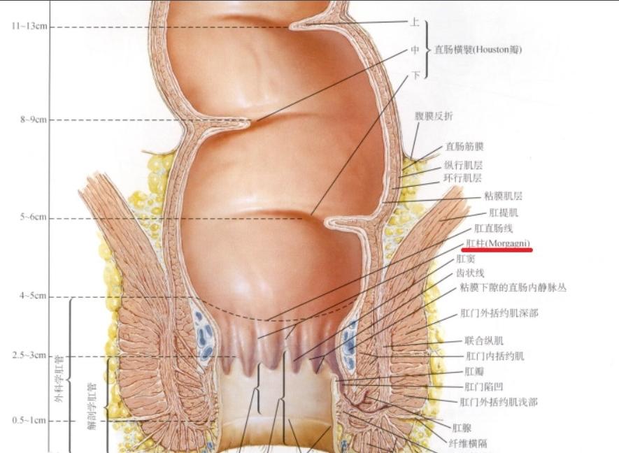 肛柱