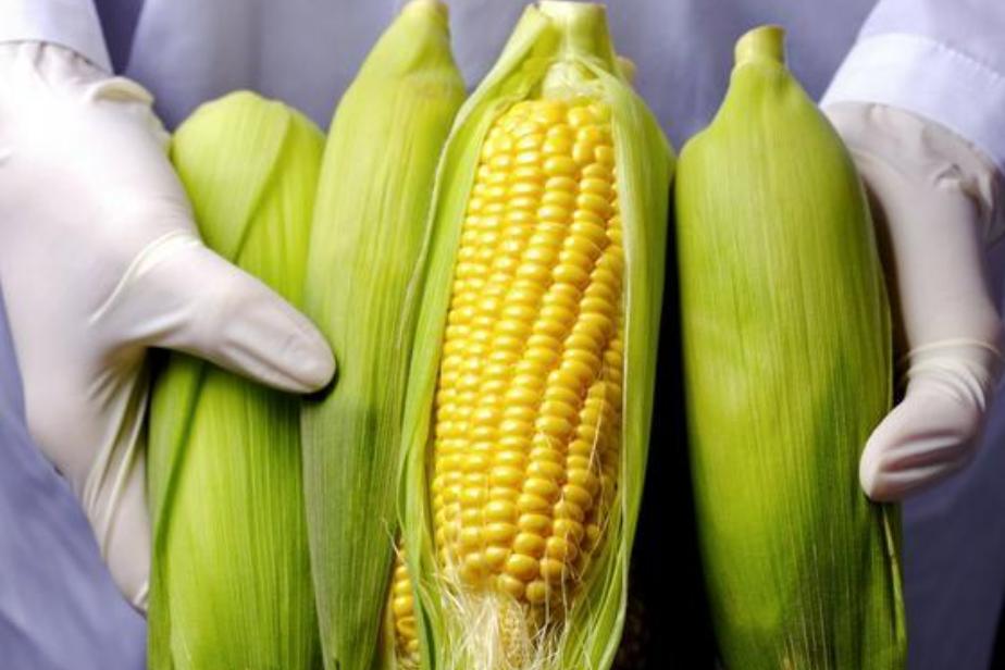 轉基因玉米