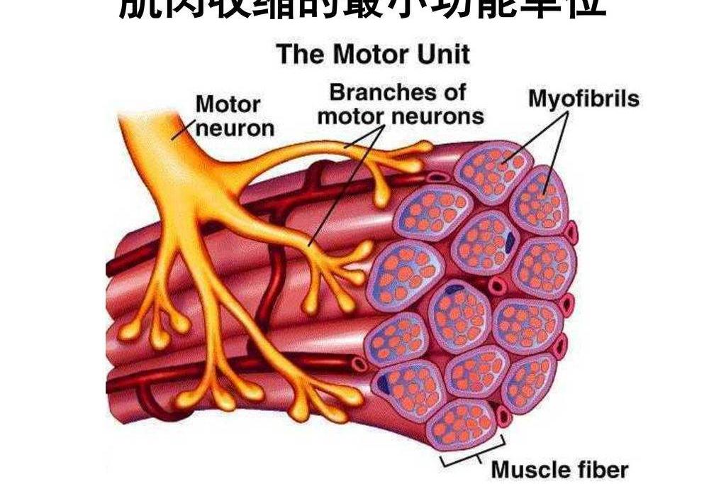 运动单位