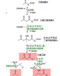 酮体