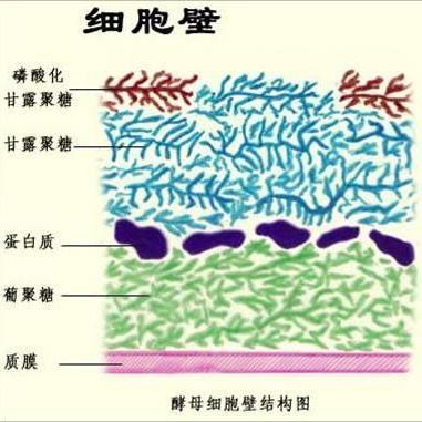 酵母細胞壁