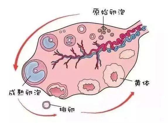 先天性卵巢发育不全