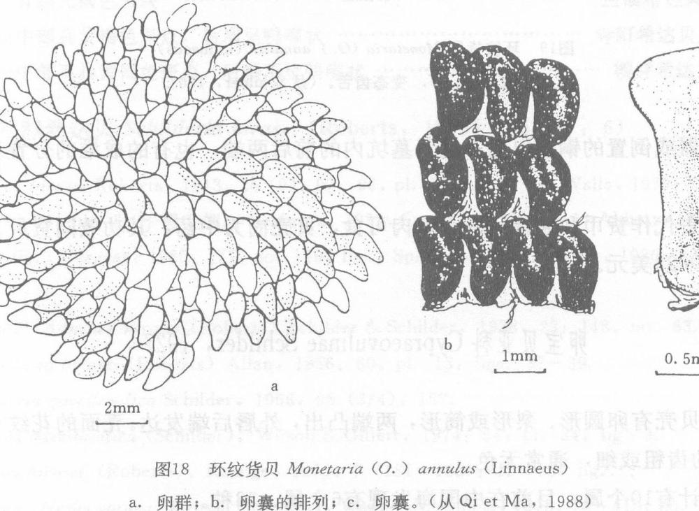 环纹货贝