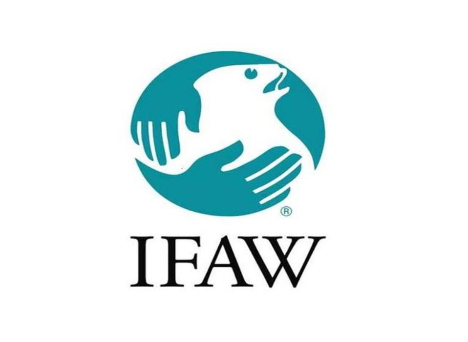 國際愛護動物基金會