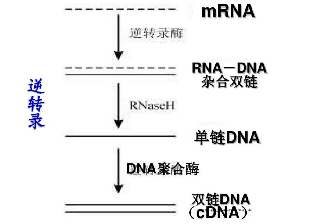 cDNA