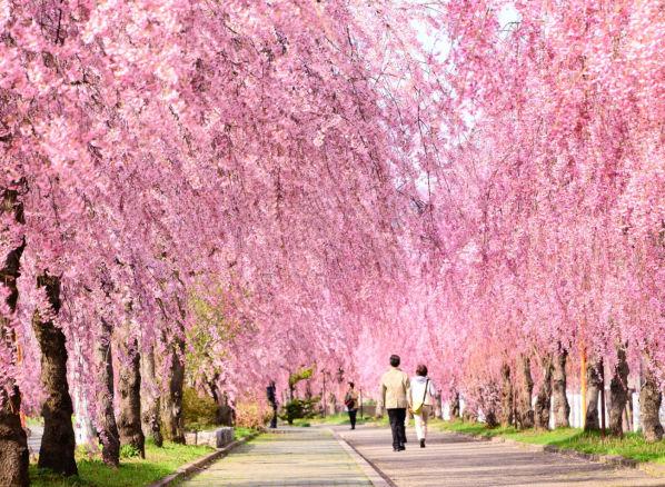 櫻花祭