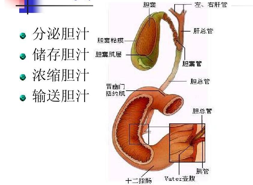 膽道梗阻