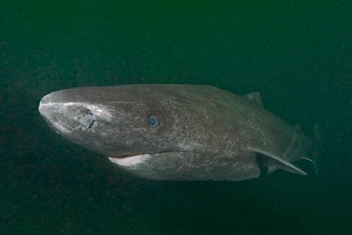 格陵蘭睡鲨