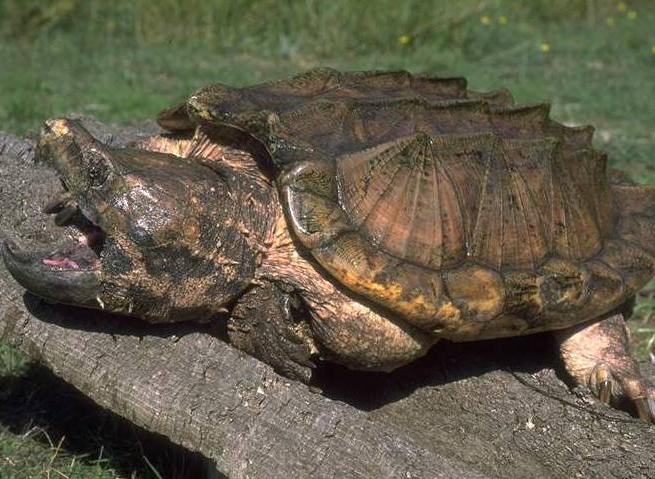 大鳄魚龜