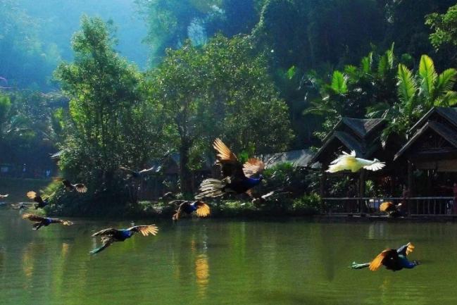 雲南西雙版納國家森林公園