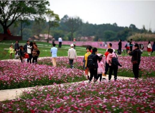 賞花遊