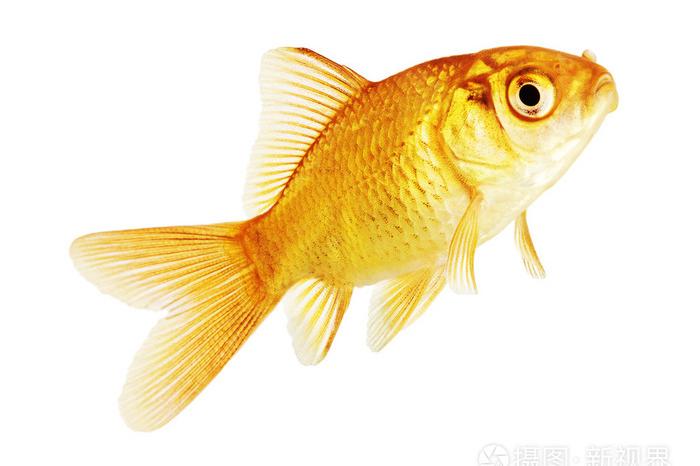 黃金魚