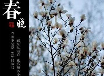 夜來風雨聲，花落知多少